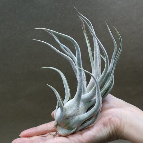 【ゴン】サルミアナ、エクセルサNo.007 CATEGORY 品種名：E/F/G/H | air-plants TENGU-DO
