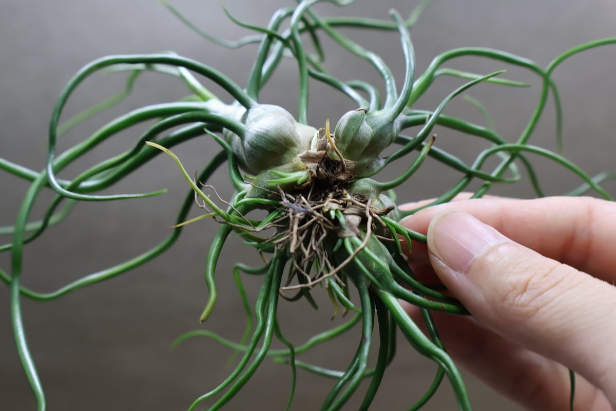 ブルボーサ クランプ 17号 | air-plants TENGU-DO