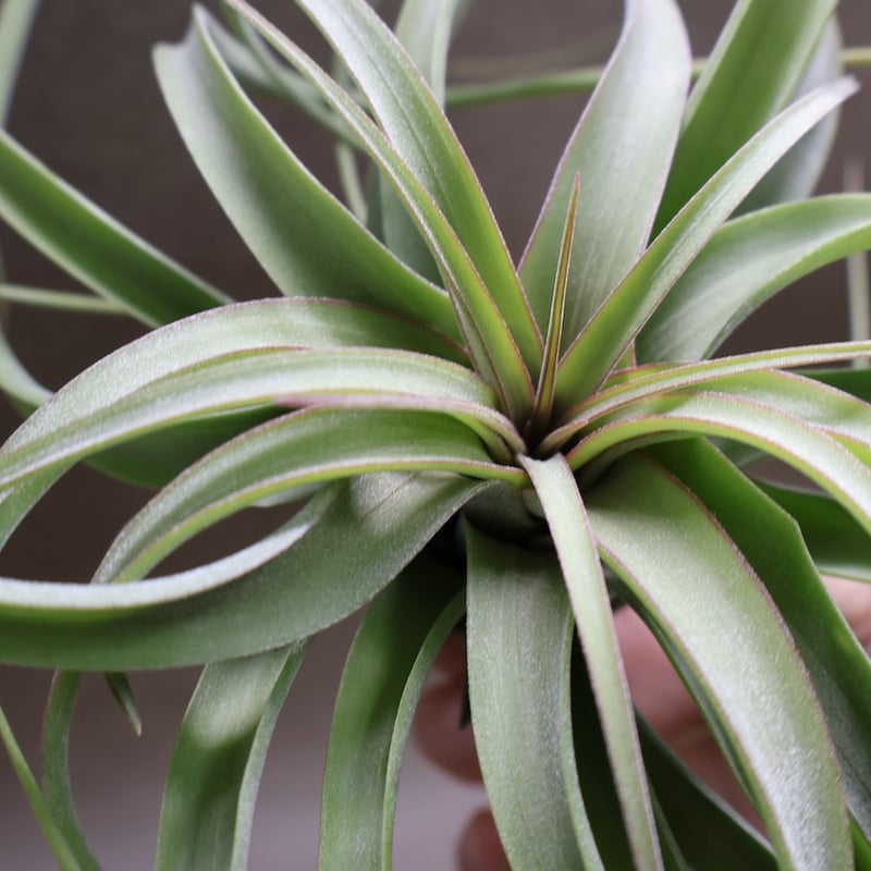 コンコロール×ストレプトフィラ 16号 | air-plants TENGU-DO