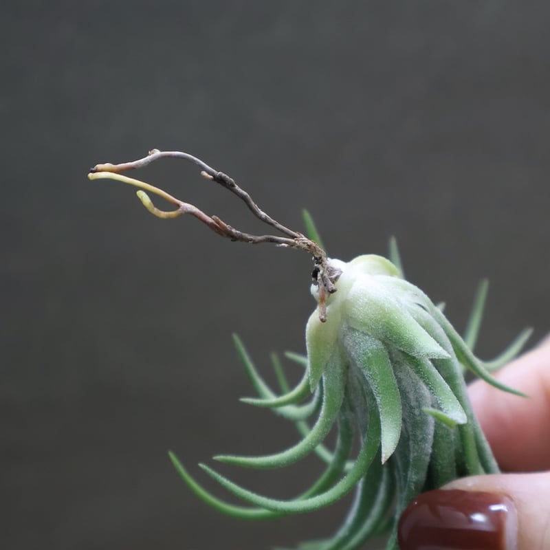 イオナンタ ヴァリエガータ 09号 | air-plants TENGU-DO