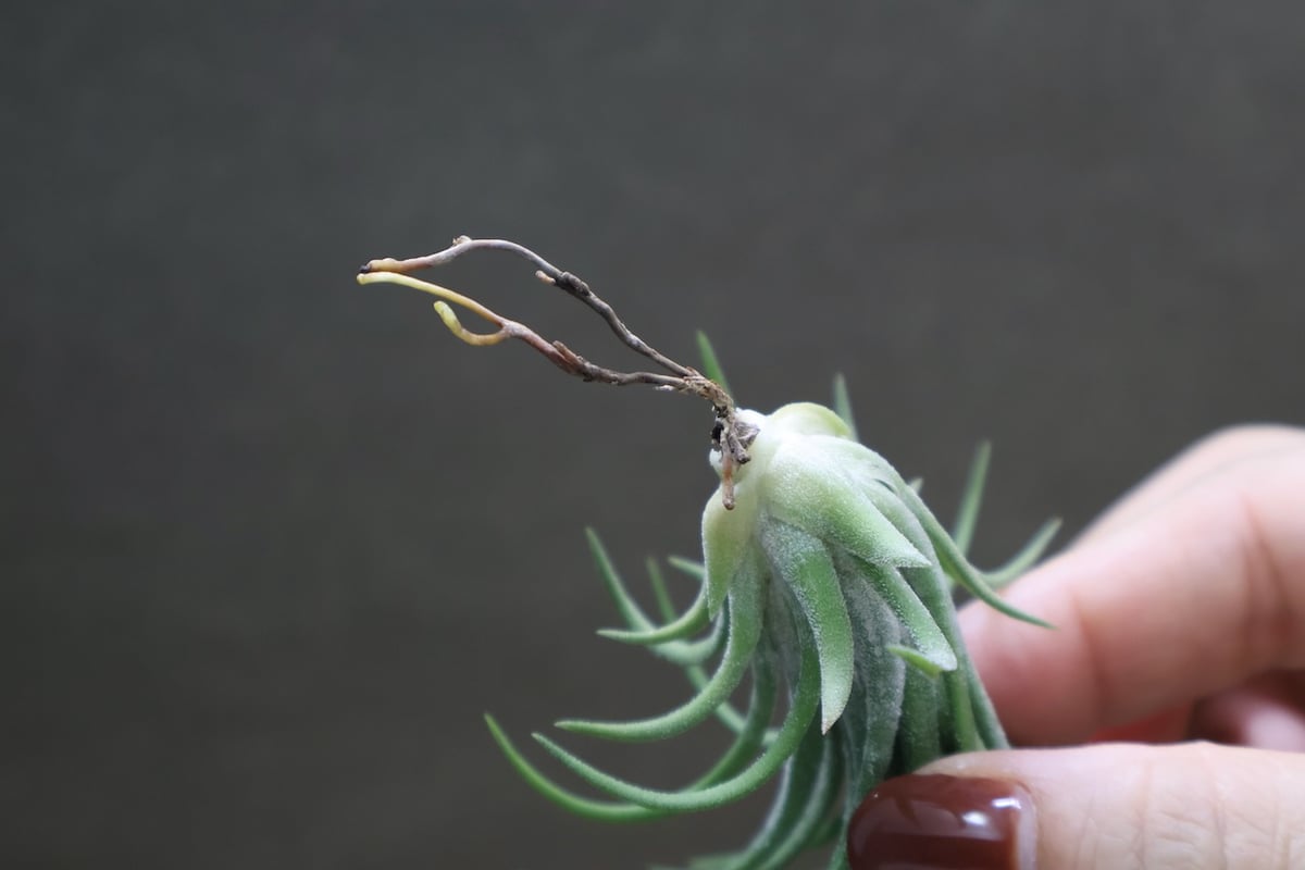 イオナンタ ヴァリエガータ 09号 | air-plants TENGU-DO