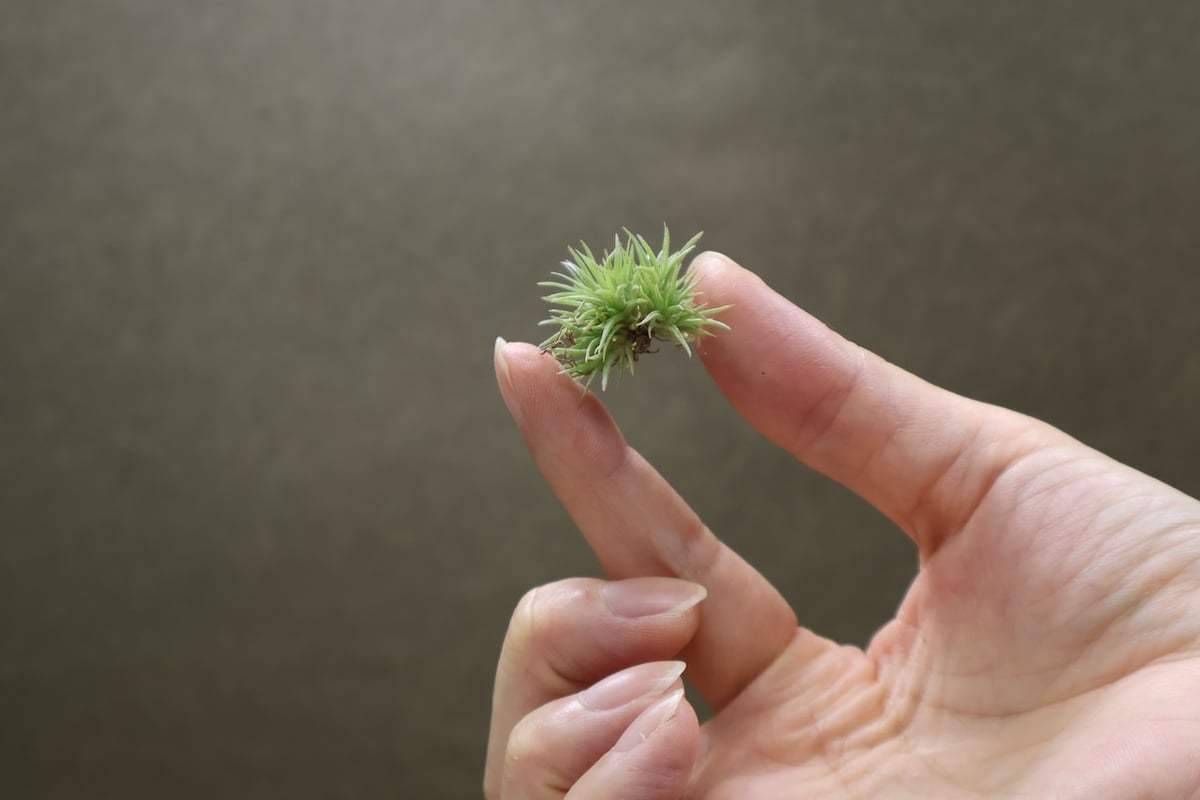 ◆ チランジア　アエラントス　テディベア　特大サイズ 84 アエラントス テディベア 48号 | air-plants TENGU-DO