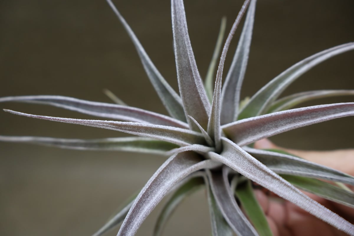 チランジア エーレルシアナ × チアペンシス チアペンシス × エーレルシアナ 05号 | air-plants TENGU-DO