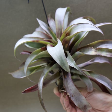 CATEGORY エアープランツ（ティランジア） | air-plants TENGU-DO