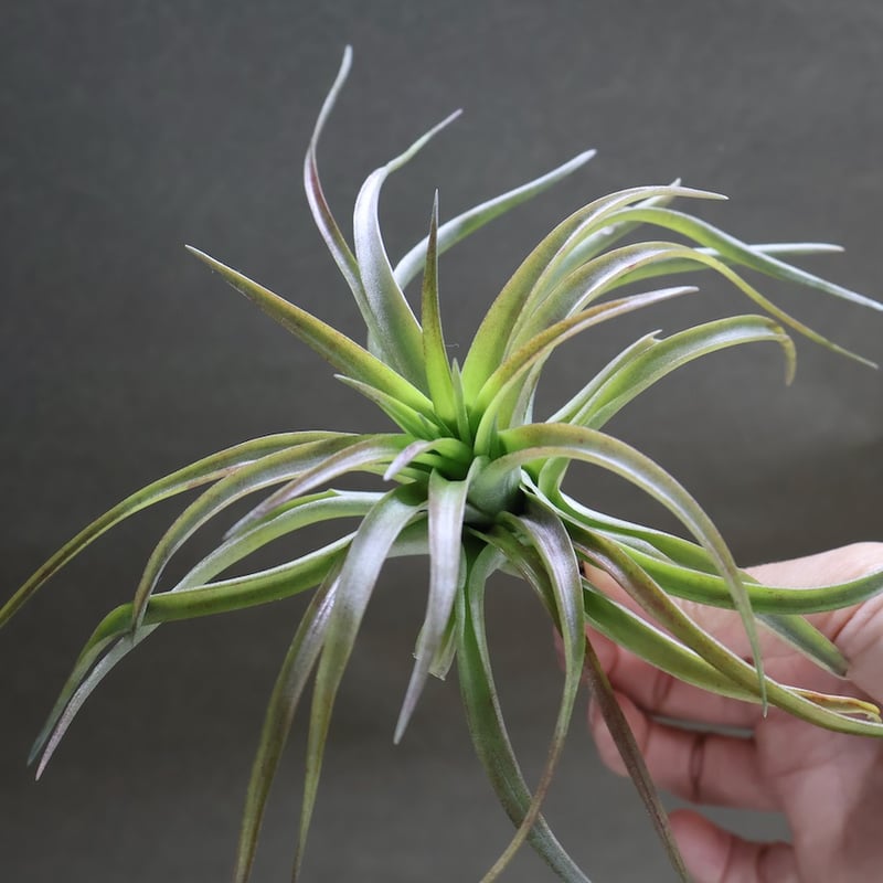 ブラキカウロス タイフーン Sサイズ 24号 | air-plants TENGU-DO