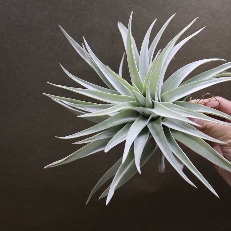 ギリエシークランプ Tillandsia ギリエシークランプ Tillandsia