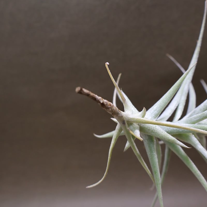 プルプレア x ストラミネア 02号 | air-plants TENGU-DO