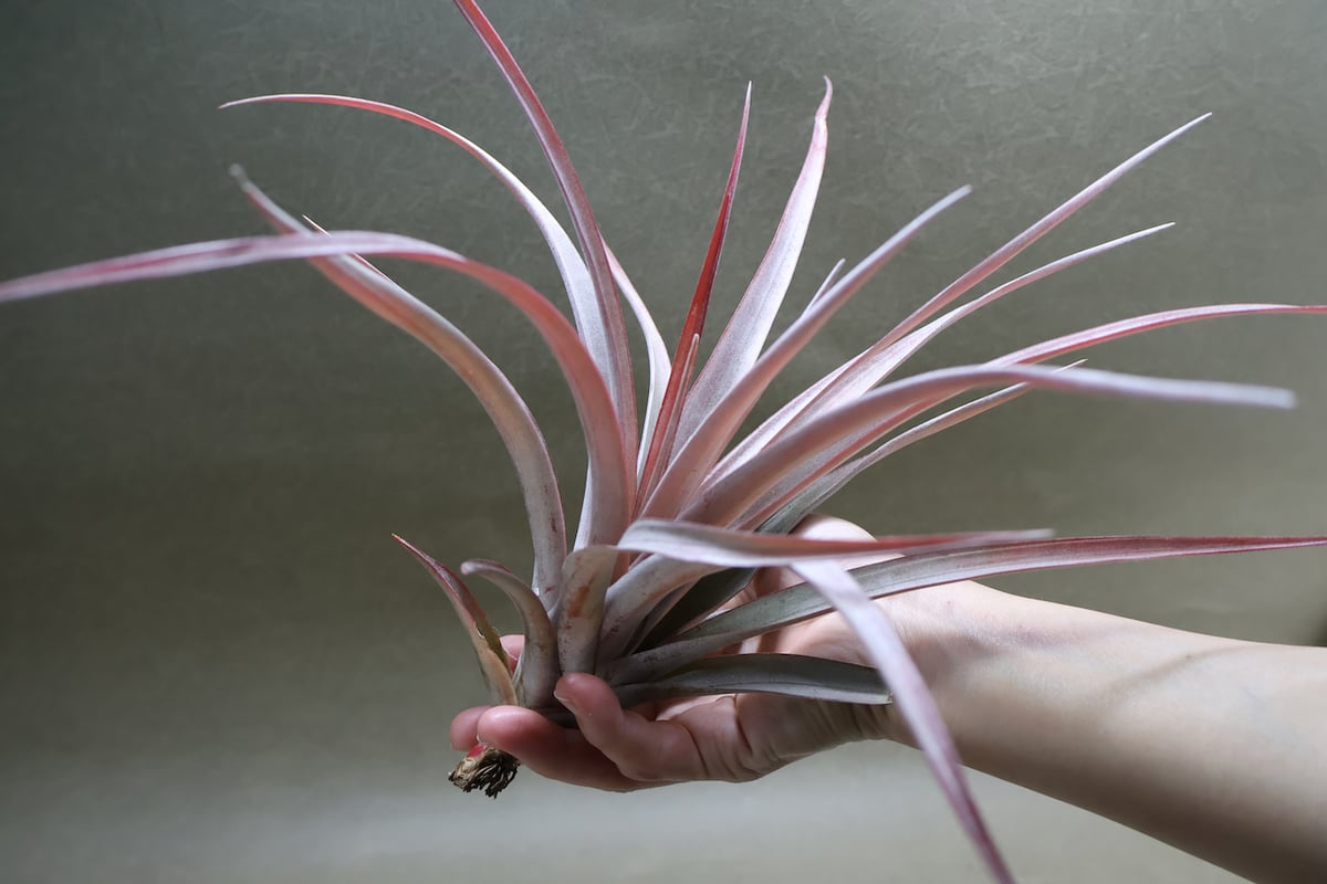カピタータ ファイヤーオレンジ 12号 | air-plants TENGU-DO
