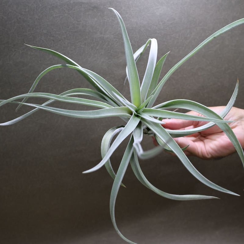 ハリシー Lサイズ 07号 | air-plants TENGU-DO