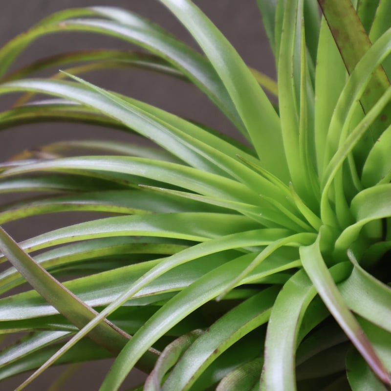 ブラキカウロス シュプリーム 08号 | air-plants TENGU-DO