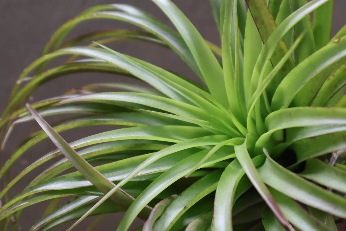 ブラキカウロス シュプリーム 08号 | air-plants TENGU-DO