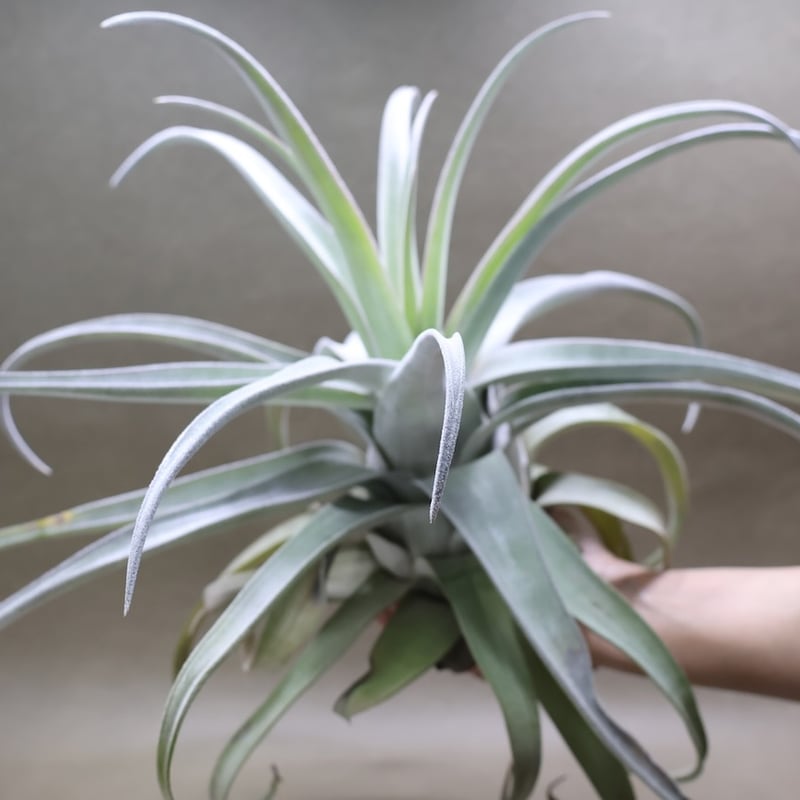 ベアコレアーレ（ストレプトフィラ x チアペンシス）05号 | air-plants