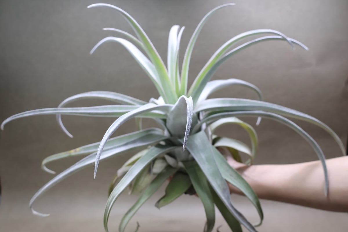 ベアコレアーレ（ストレプトフィラ x チアペンシス）05号 | air-plants