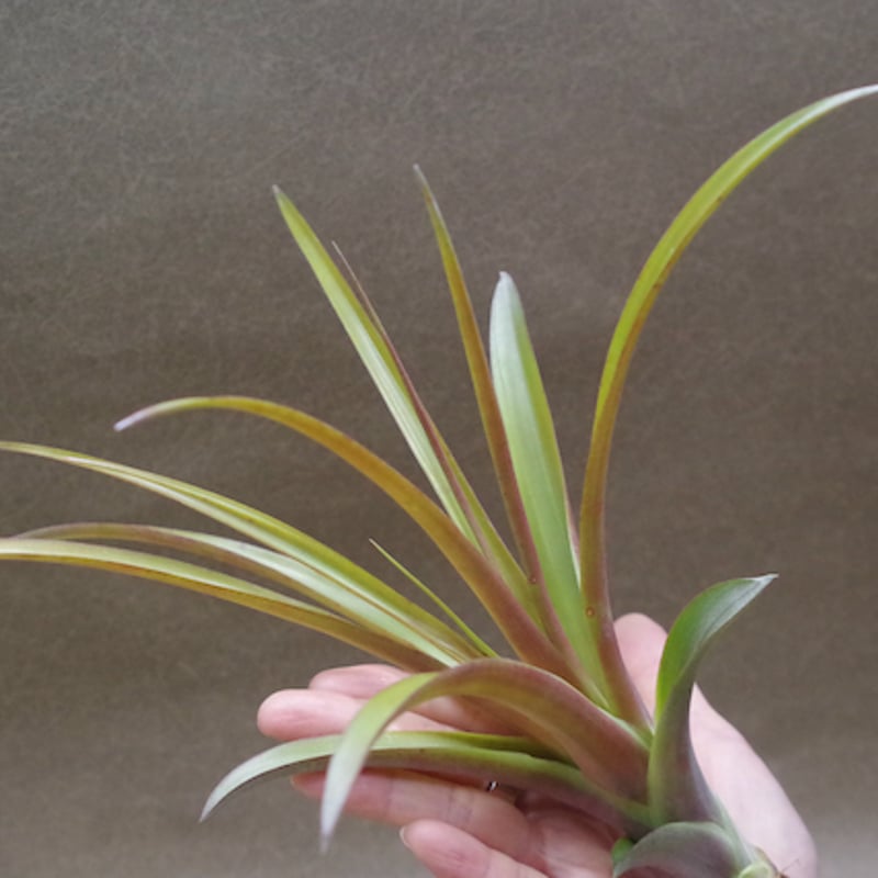 カピタータ ロハ ／ ロジャ Sサイズ 03号 | air-plants TENGU-DO