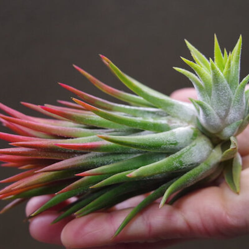 マヤントーテムポール 03号 | air-plants TENGU-DO