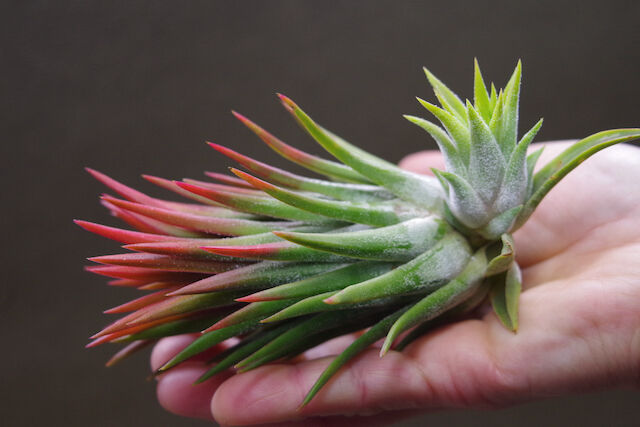 マヤントーテムポール 03号 | air-plants TENGU-DO