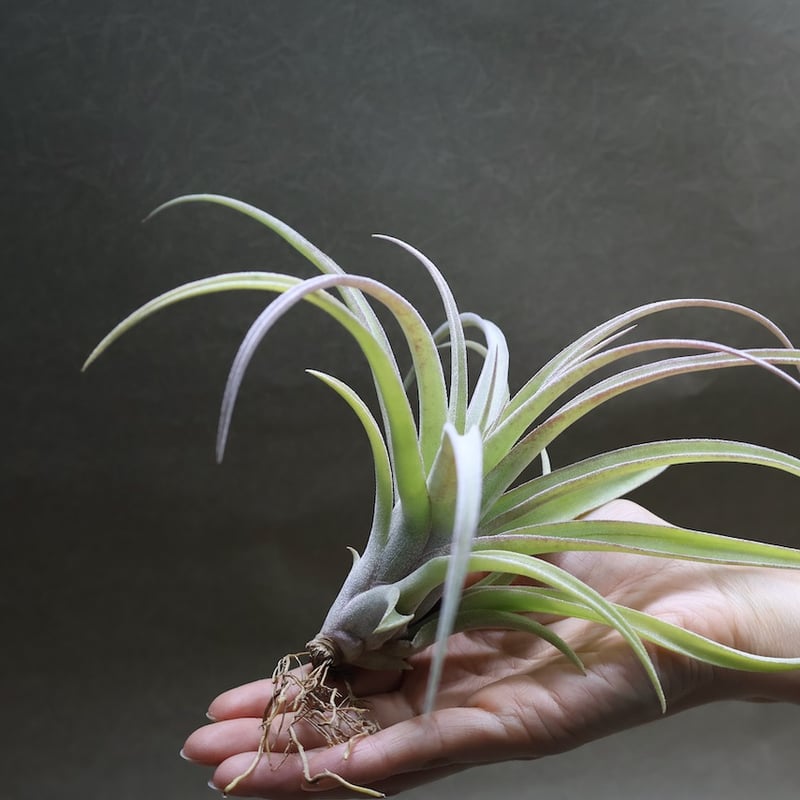 ストレプトフィラ メキシコ × リオホンドエンシス 07号 | air