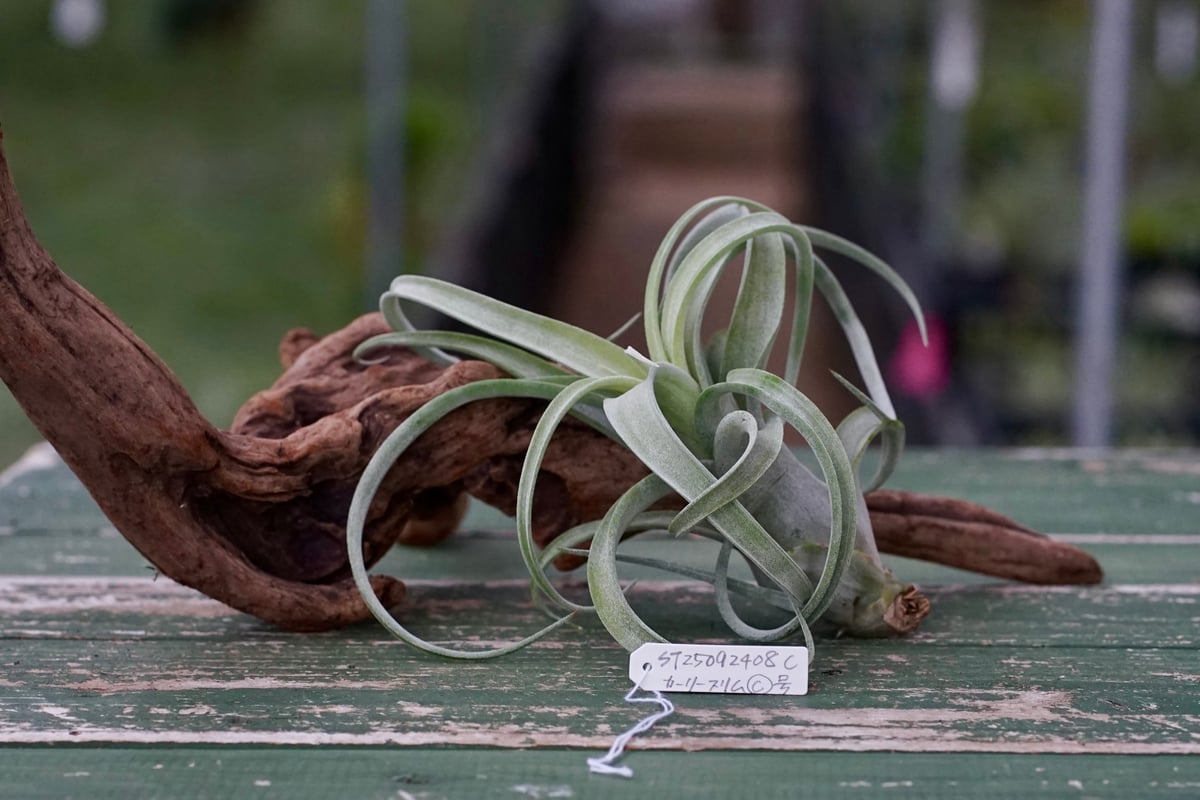 スタッフ特選】カーリースリム C号 | air-plants TENGU-DO