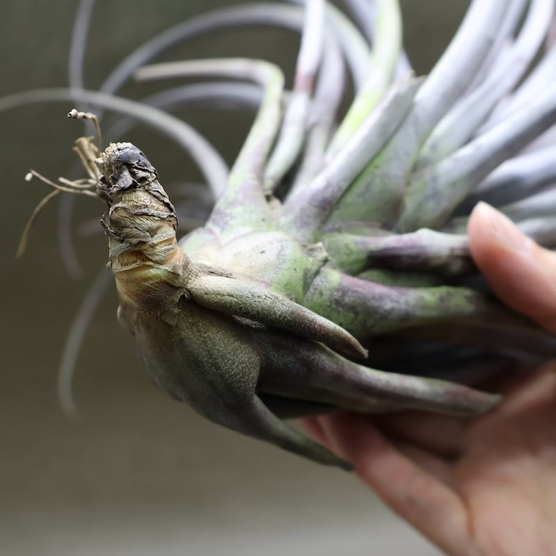 カピタータ ドミンゲンシス XL 35号 | air-plants TENGU-DO