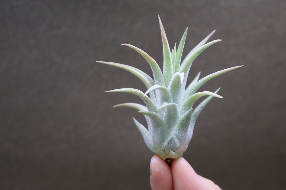 イオナンタ ヘッジホッグ T.I. 04号 | air-plants TENGU-DO