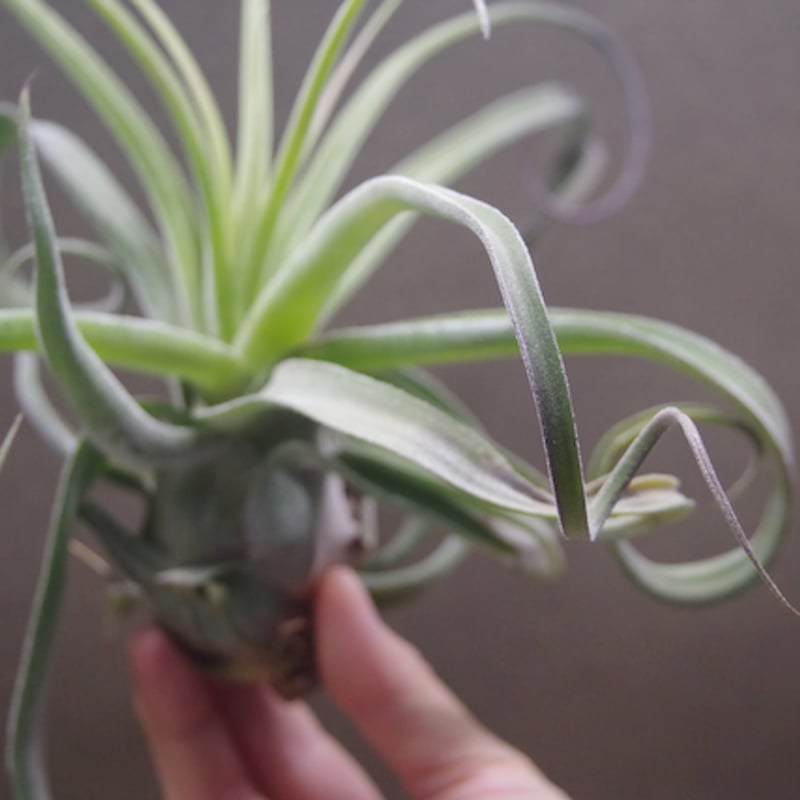 パチャラスノーフレーク 01号 | air-plants TENGU-DO