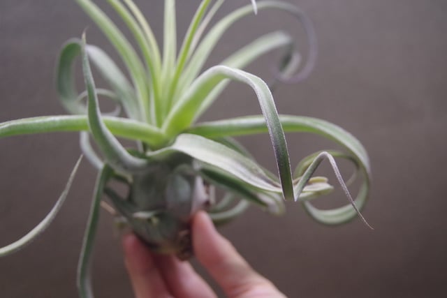 パチャラスノーフレーク　ティランジア　希少　Tillandsia fit=scale-down,w=1200