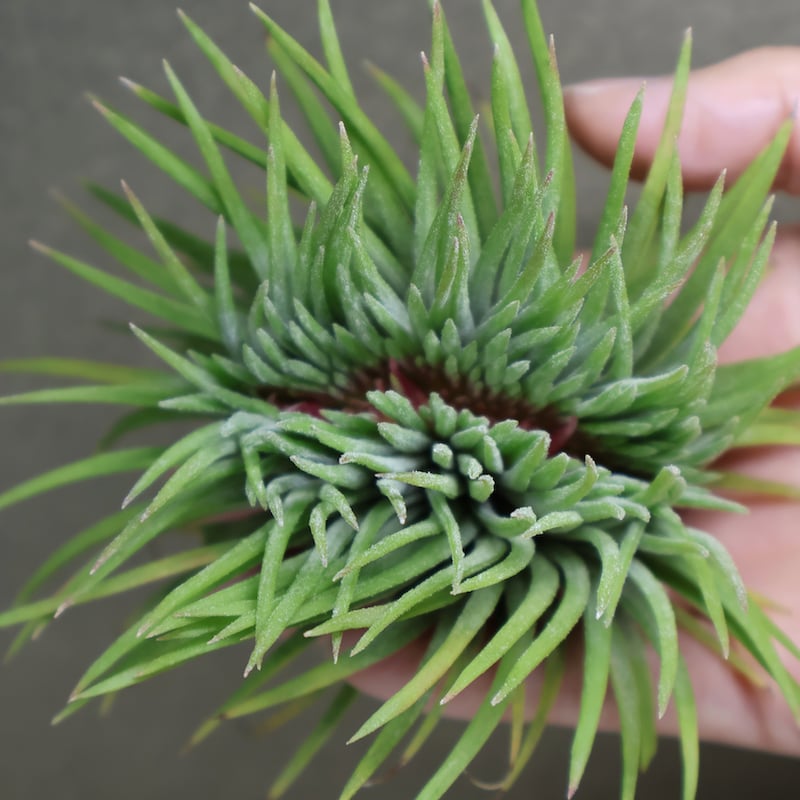 イオナンタ モンストローサ 07号 | air-plants TENGU-DO