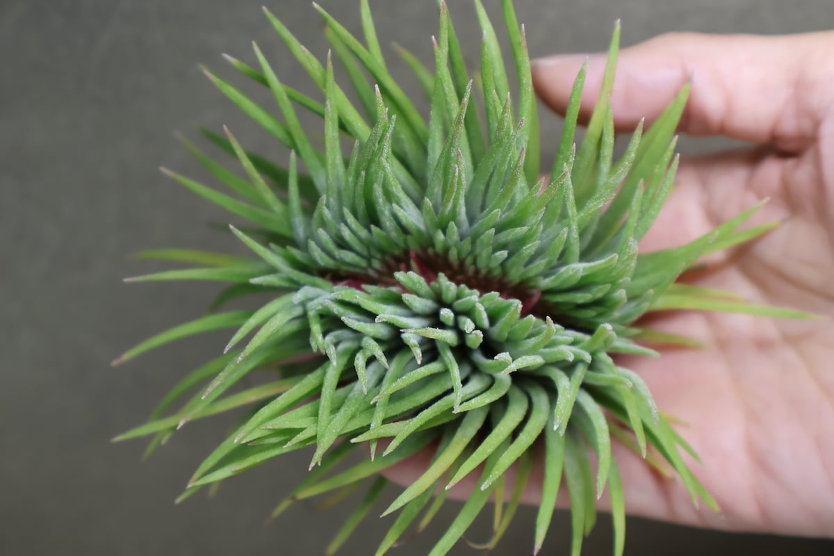 イオナンタ モンストローサ 07号 | air-plants TENGU-DO