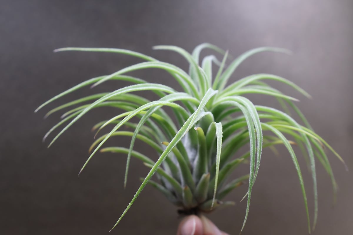 ストレプトフィラメキシコ×イオナンタ・ウアメルラ(tillandsiaチランジア ストレプトフィラメキシコ × イオナンタ ウアメルラ 03号 | air