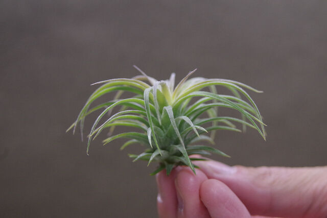 ストレプトフィラ × イオナンタロン 02号 | air-plants TENGU-DO
