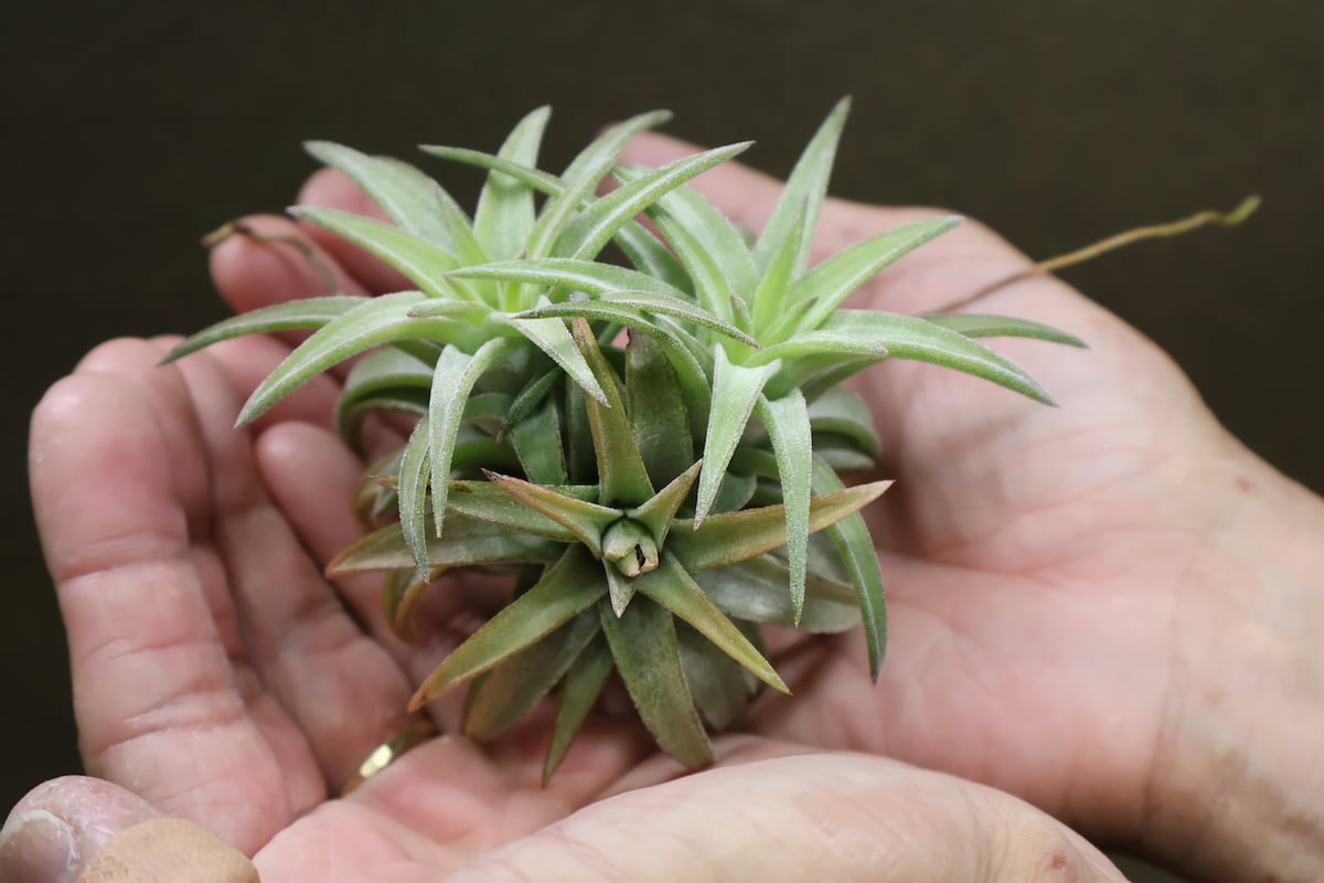 イオナンタ バンハイニンギー ジャンボ 97号 | air-plants TENGU-DO