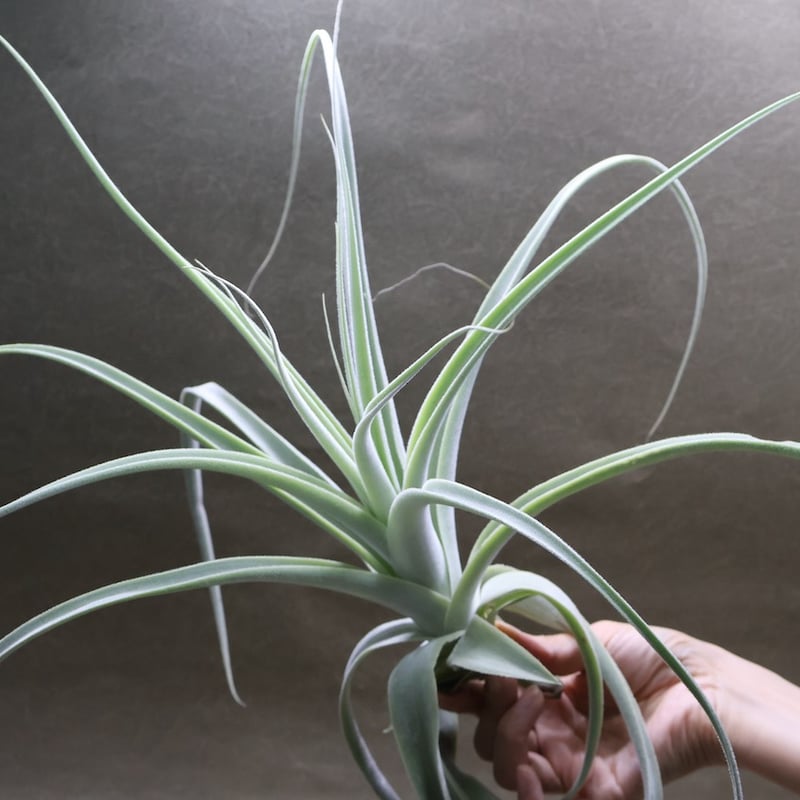 ストラミネア 16号 | air-plants TENGU-DO