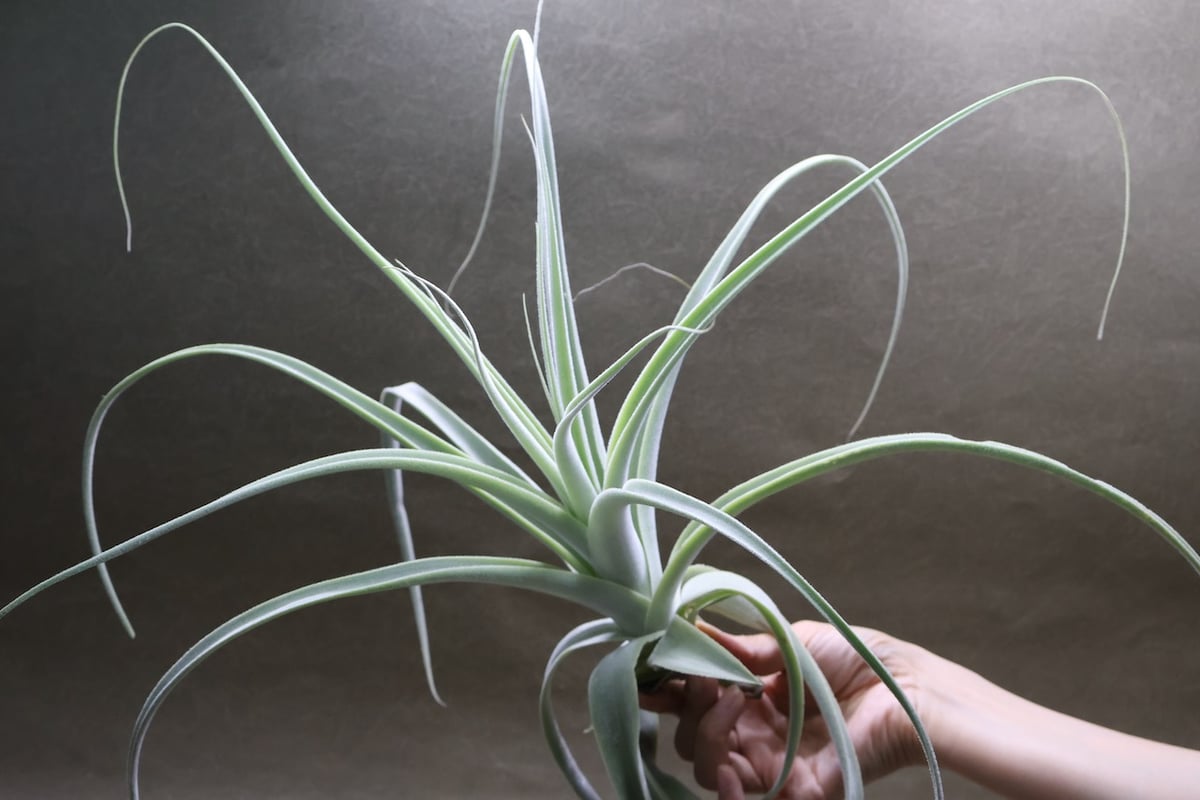 ストラミネア 16号 | air-plants TENGU-DO