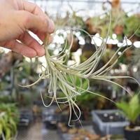 イオナンタ アルボマージナータ Sサイズ 45号 | air-plants TENGU-DO