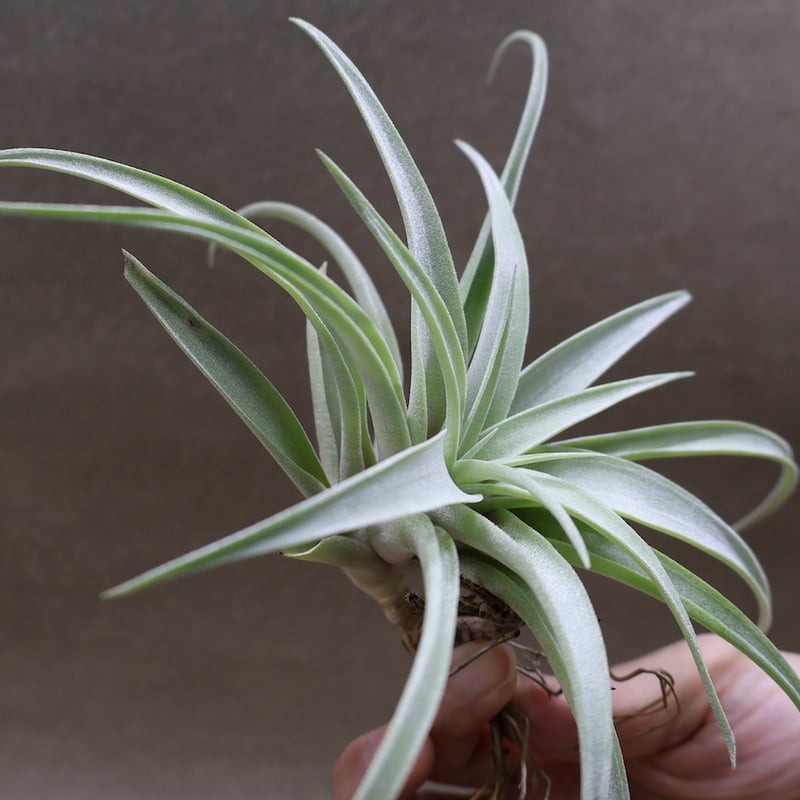 カピタータ シルバーローズ 43号 | air-plants TENGU-DO