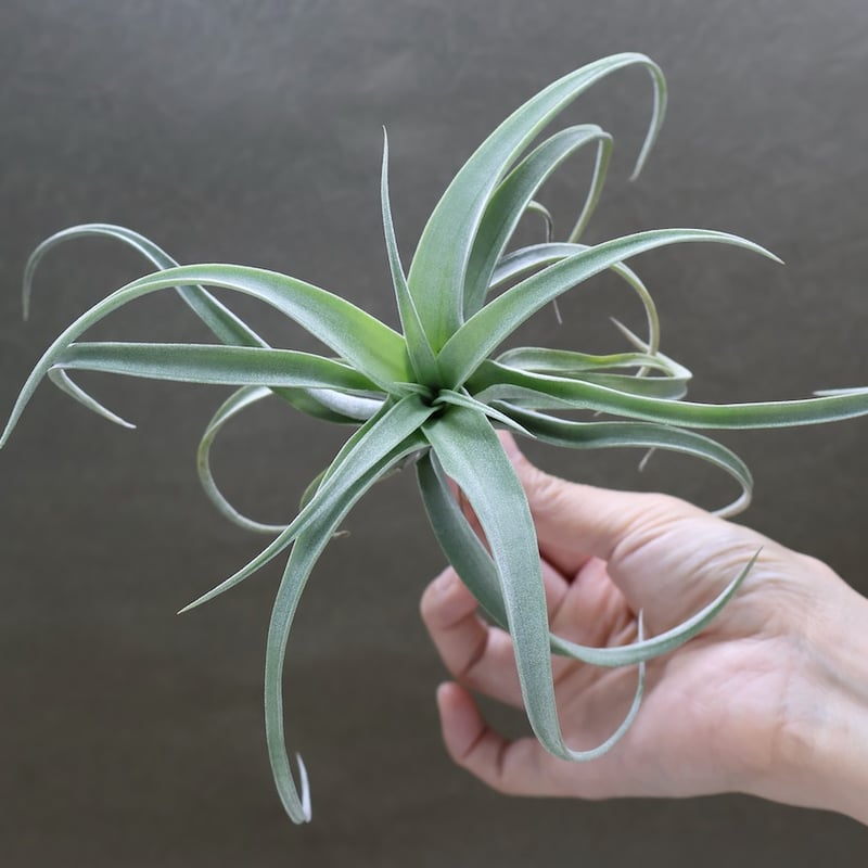 メアリーZ （ チアペンシス × ローランドゴッセリニー ）02号 | air