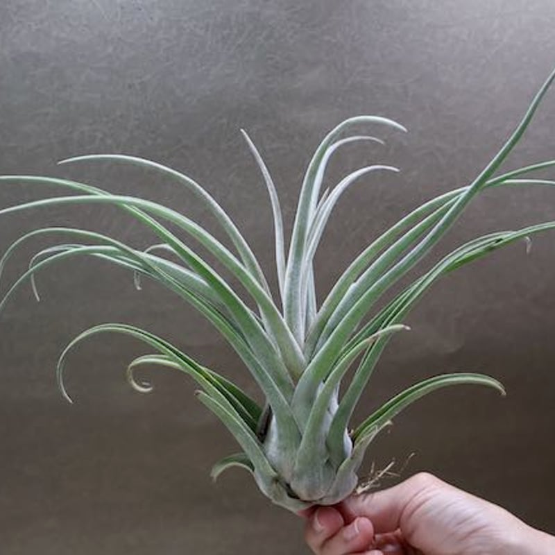 チランジア　セレリアナとかセット 現品) チランジア 交配種(BC × (セレリアナ × ストレプトフィラ