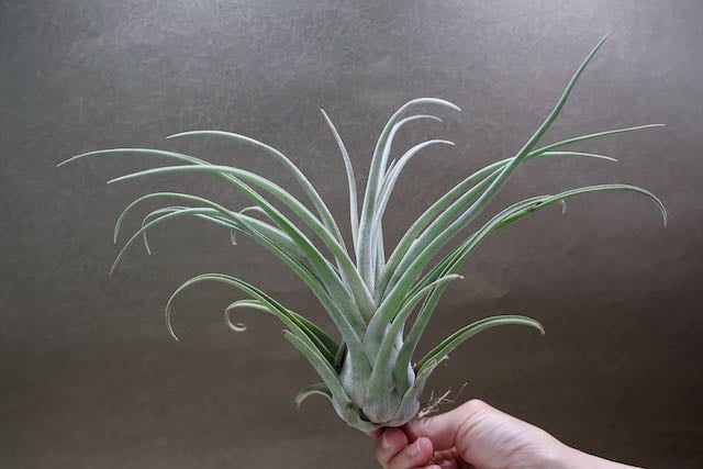 ストレプトフィラ x セレリアナ 02号 | air-plants TENGU-DO