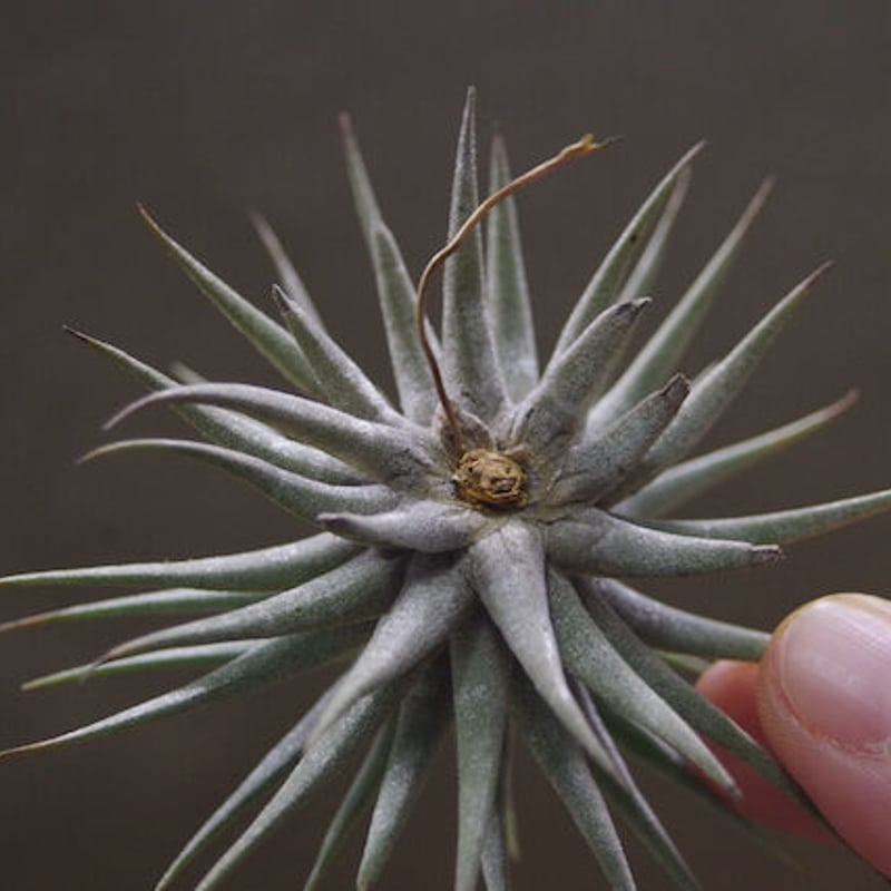 エスピノーサエ 10号 | air-plants TENGU-DO