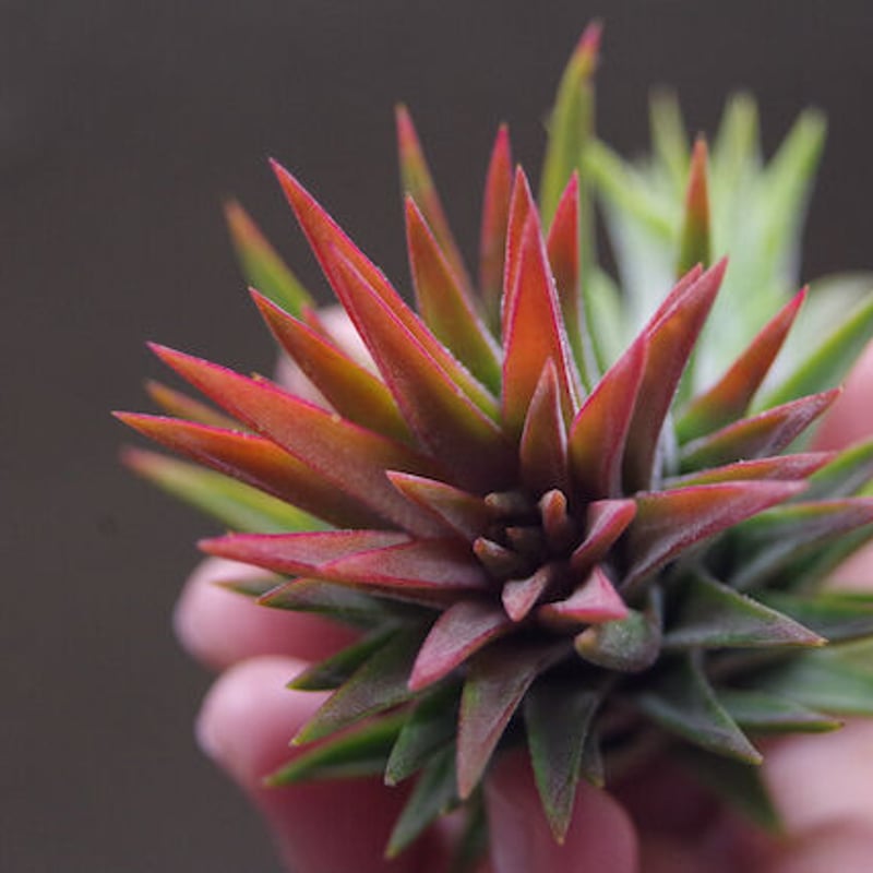 マヤントーテムポール 03号 | air-plants TENGU-DO