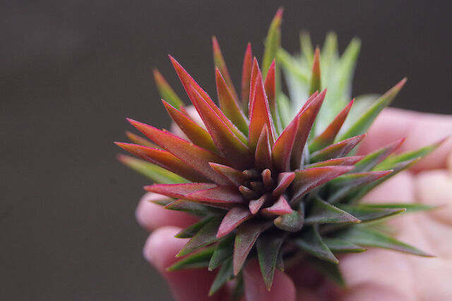 マヤントーテムポール 03号 | air-plants TENGU-DO