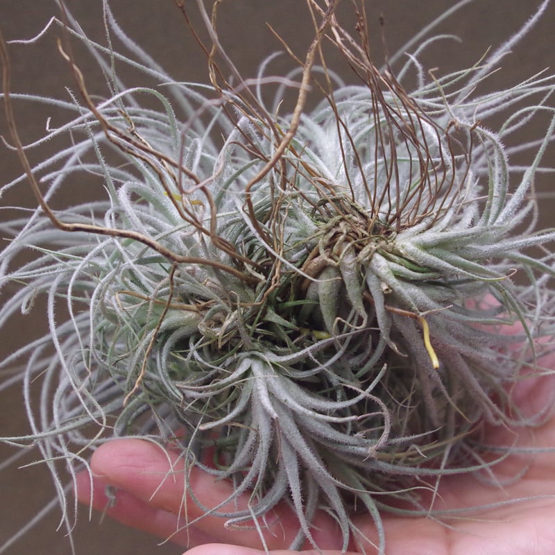 エアプランツ　チランジア　テクトラム　クランプ 楽天市場】おしゃれ 観葉植物：チランジア エアープランツ テクトラム