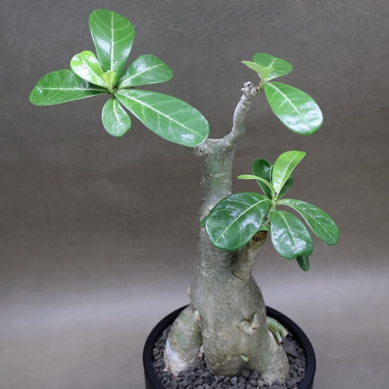 アデニウム オベスム 07号 （鉢サイズ：3.5号程度） | air-plants TENG