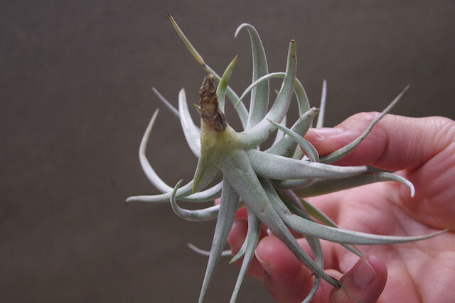 ストリクタ エンジェルホワイト 03号 | air-plants TENGU-DO