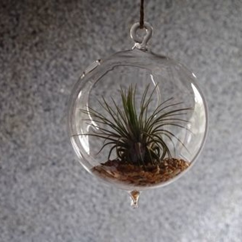 ガラスボール 大 × エアープランツ セット | air-plants TENGU-DO