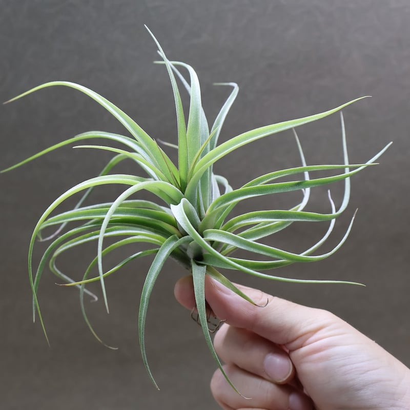 コンコロール×ストレプトフィラ Sサイズ19号 | air-plants TENGU-DO