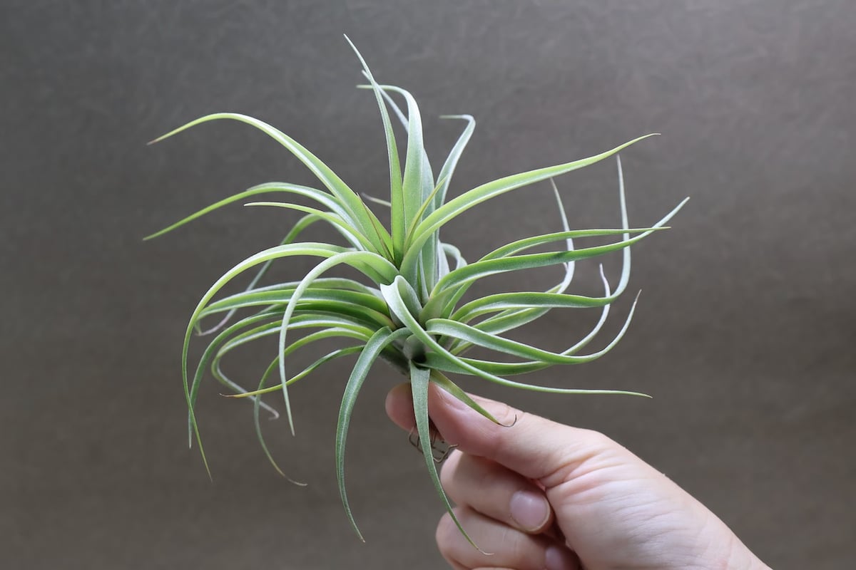 コンコロール×ストレプトフィラ Sサイズ19号 | air-plants TENGU-DO