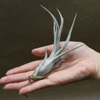 イオナンタ メキシカンゼブリナ 01号 | air-plants TENGU-DO