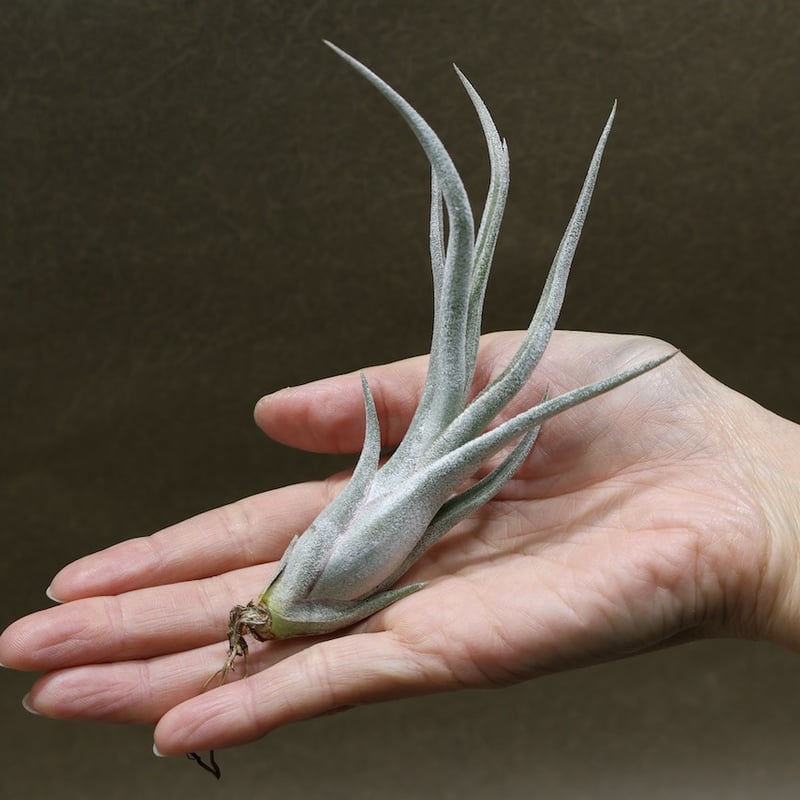 チランジア Kraken 子株4株つき苗 速達 クラーケン 06号 | air-plants TENGU-DO