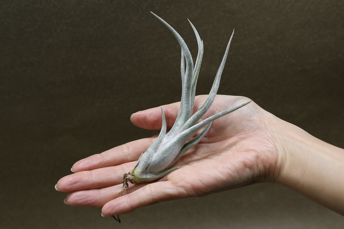 チランジア Kraken 子株4株つき苗 速達 クラーケン 06号 | air-plants TENGU-DO